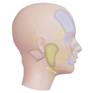 Otorrinolaringologia